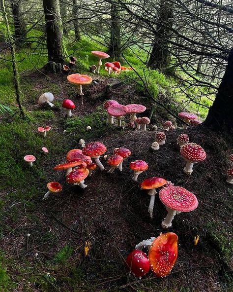 Types Of Forests, Mushroom Images, Moss Rug, Mushroom Plant, Mushroom Pictures, Mushroom Fungi, Mushroom Decor, Red Cap, Natural Forms