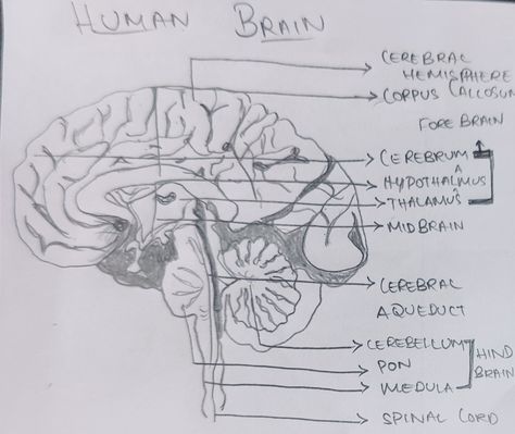 #nerves #biology #notes #chart #project #synapse #brain #control #coordination #chemicals #impulses #reactions #movement #generation #transmission #parts #spinalcord #neurons Human Brain Diagram, Brain Diagram, Biology Notes, Class 10, Human Brain, Math Classroom, Biology, Chemicals, Brain