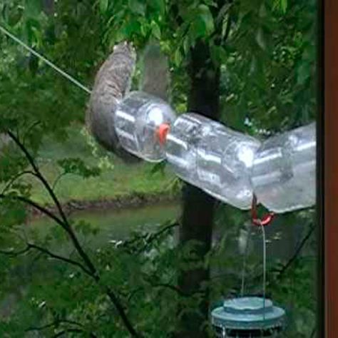 Squirrel Baffle Diy, Anti Squirrel Bird Feeder, Bird Feeders Diy, Squirrel Baffle, Bird Feeder Plans, Squirrel Proof Bird Feeders, Bird Feeder Poles, Squirrel Feeders, Garden Wildlife