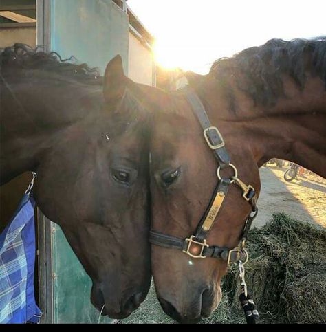 Pairs #friends #horses Animal Couples, Old Wedding Photos, Heartwarming Pictures, What Cat, Equine Art, Horse Photos, Pretty Horses, Horse Photography, Horse Love