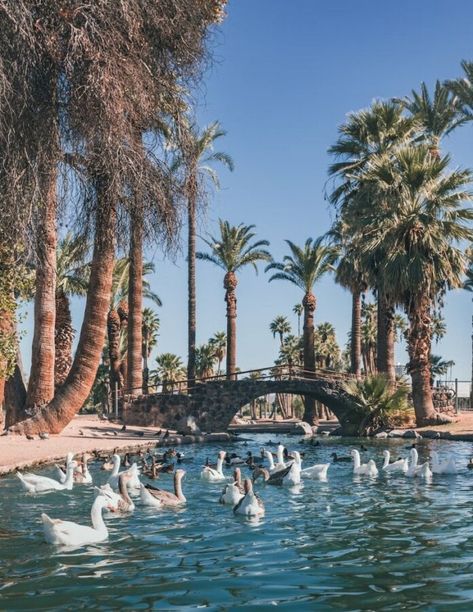 Ducks in Enchanted Island Amusement Park Phoenix Arizona Aesthetic, Phoenix Things To Do, To Do In Phoenix Arizona, Phoenix Travel, Papago Park, Arizona Aesthetic, Arizona Trip, Taliesin West, Photography Bucket List