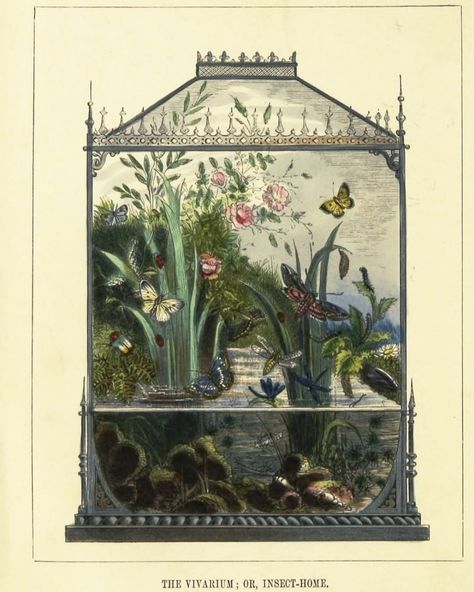 The Butterfly Vivarium (1858) by Henry Noel Humphreys Beaded Frame, Bead Frame, Vivarium, Handmade Frames, The Butterfly, Fine Arts Posters, Book Plates, Science And Nature, Black Beads