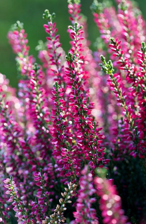 Erica Flower, Greenhouse Flowers, Flowers In Winter, Year Round Flowers, Flower Violet, Heather Plant, Globe Amaranth, Fertilizer For Plants, World Images