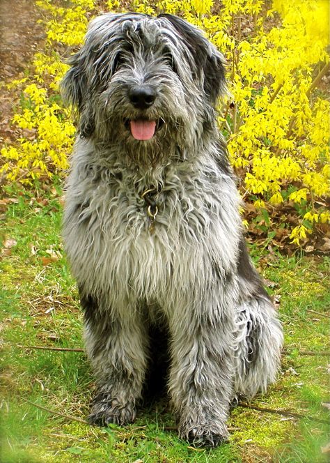 Herdabout Bergamasco Sheepdogs - Sparo's Puppy Bergamasco Shepherd, Most Expensive Dog, Dog Print Tattoo, Best Guard Dogs, Expensive Dogs, Rare Dog Breeds, Shepherd Dog Breeds, Dog Line Art, Dog Club