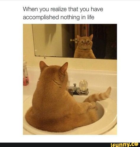 Random Funny Pictures, Dog Cat Pictures, 10 Funniest, Grammar School, Funny Cats And Dogs, Funny Cat Memes, Funny Happy, Funny Cat Pictures, Day By Day