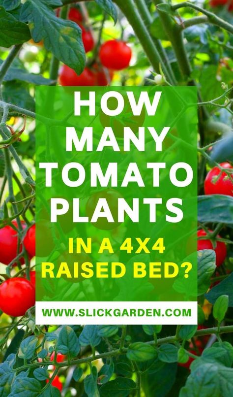 What To Plant With Tomatoes Raised Beds, 4x4 Garden Bed Layout, Raised Bed Tomatoes, 4x4 Garden Bed Plan, Raised Tomato Beds, 4x4 Raised Garden Bed, Square Foot Gardening Plans, Planting Raised Garden Beds, Raised Bed Garden Layout