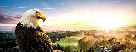 Eagle background banner Youtube Banner Nature, Youtube Banner Image, Eagle Background, Bike Tank, Business Background, Youtube Banner Backgrounds, Banner Photo, Eagle Design, Pixel Image