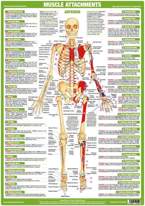 Muscle Anatomy Charts Skeletal human Body Posters | Etsy Nervous System Anatomy, Human Muscle Anatomy, Body Facts, Muscle Structure, Bone Structure, Skeletal System, Human Body Anatomy, Muscular System, Medical School Studying