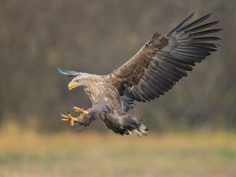 White tailed eagle White Tailed Eagle, Disney Garden, Eagle In Flight, Eagle Nest, Eagle Tattoo, Arte Dc Comics, Kinds Of Birds, Big Bird, Birds Of Prey