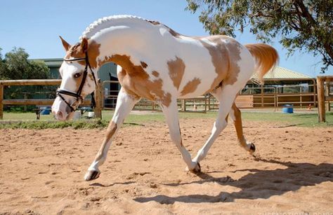 Kathiyawadi Horse, All Horse Breeds, Horse Markings, Horse Coat Colors, Rare Horses, American Paint Horse, Horse Coats, Pinto Horse, Horse Inspiration