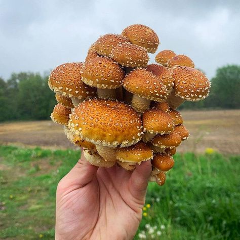 Species Spotlight: Chestnut Mushrooms | North Spore Chestnut Mushroom, Chestnut Mushrooms, Garden Prep, Mushroom Foraging, Mushroom Species, Garden Prepping, Mushroom Spores, Mushroom Growing, Large Mushroom