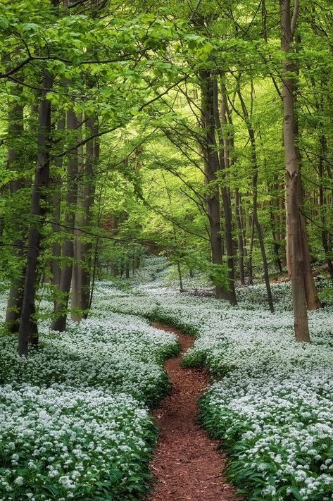 marvstonehood on X: "The wild garlic shows his full beauty right now in the woods of #germany #forest #photography #landscape https://t.co/zoW6bKrbjz" / X Germany Forest, Stone Pathway Ideas, Wooded Backyard Landscape, Forest Witch Aesthetic, Pleasure Garden, Pathway Ideas, Garden Bed Layout, Enchanted Wood, Wild Garlic