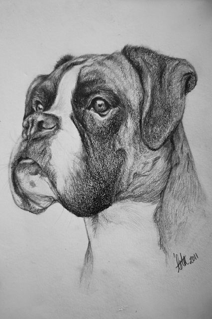 A5 Boxer drawing | Flickr - Photo Sharing!                                                                                                                                                     More Boxer Drawing, Boxer Dog Tattoo, Dog Pencil Drawing, Boxer Dogs Art, Boxer (dog), Dog Sketch, 강아지 그림, Boxer Puppies, Drawing Faces