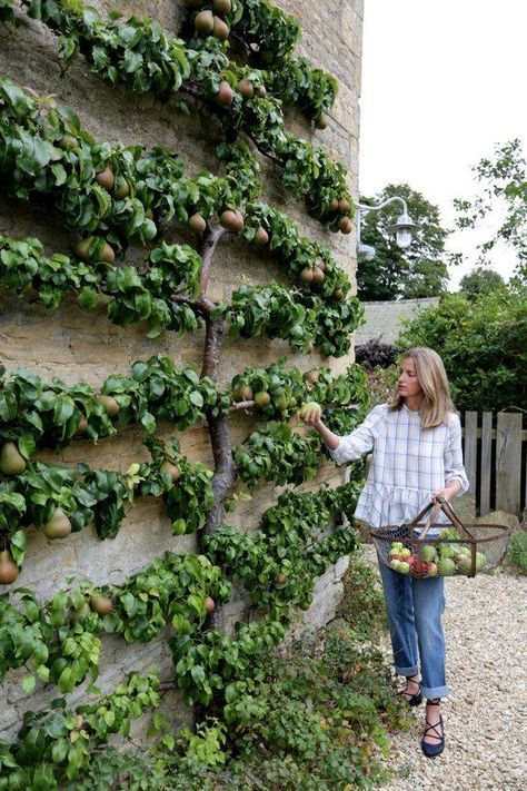 Reban Ayam, Amanda Brooks, Espalier Fruit Trees, نباتات منزلية, Potager Garden, Perfect Backyard, Have Inspiration, Vegetable Garden Design, Fruit Garden