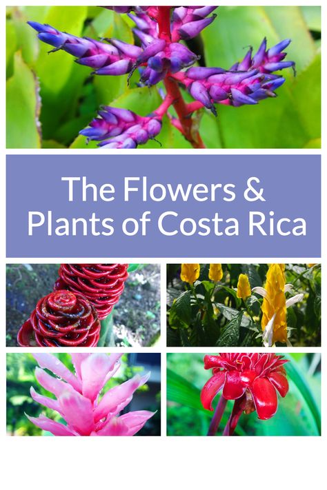 Discover the beauty and diversity of Costa Rica's flowers and plants through our eyes. 🌺💕 Get ready to be swept away by breathtaking landscapes and the vivid colors that will make you fall in love with nature. 🌴🌈 Costa Rican Flowers, Costa Rica Flowers, In Love With Nature, Colorful Nature, Costa Rican, The Rainforest, Flower Photography, Flowering Vines, Flowers Plants