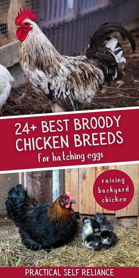 24+ Best Broody Chicken Breeds for Hatching Eggs: Homestead Survival - If you are looking for the perfect way to add fresh eggs to your breakfast table, or start raising backyard chickens, then you will be interested in this collection of the best broody chicken breeds for hatching eggs. These chickens are excellent mothers, excellent layers, & can provide you with a steady stream of eggs. Find the perfect breed for your homestead or backyard flock. Broody Chicken, Raising Ducklings, Olive Egger Chicken, Chicken Breeds For Eggs, Bantam Breeds, Diy Arrow, Sussex Chicken, Bantam Chicken Breeds, Chickens Backyard Breeds