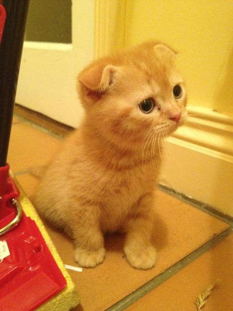 Scottish Fold, I believed. I love the floppy ears. Cat Selfies, Flat Faced Cat, Kitten Sitting, Scottish Fold Kittens, Cat Crazy, Munchkin Cat, Orange Cats, Cutest Animals, Scottish Fold