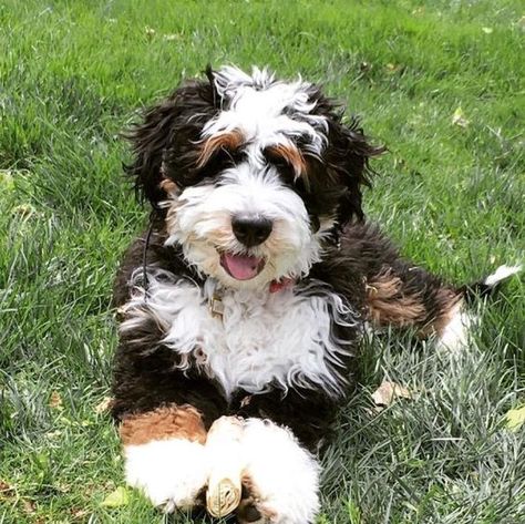 Puppies — Hello! i hope youre doing well in these crazy... Doodle Dogs, Mini Bernedoodle, Bernedoodle Puppy, Doodle Dog, Pretty Dogs, Poodle Mix, Puppy Pictures, Cane Corso, Cocker Spaniel