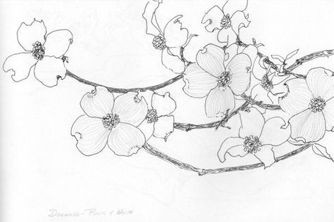 Dogwood Branch Drawing, Dogwood Drawing, Dogwood Tattoo, Dogwood Flower Tattoos, Pacific Dogwood, Tree Branch Tattoo, Branch Drawing, Dogwood Tree, Dogwood Flower