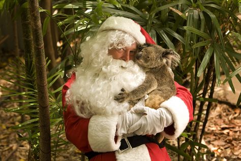 photo credit - Tourism and Events Queensland Christmas In Australia, Aussie Christmas, Christmas Beer, Australian Christmas, Summer Christmas, Bear Photos, Santa Baby, Travel Packages, Noel Christmas