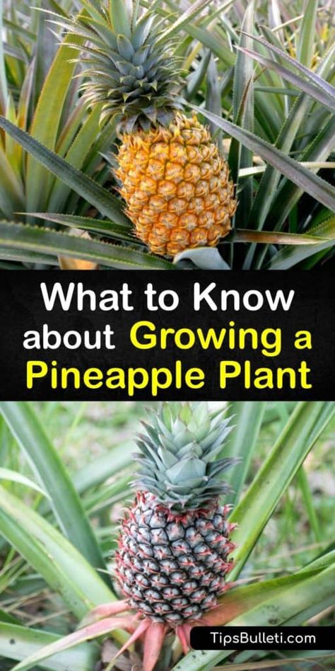 How To Grow A Pineapple From The Top, Grow Pineapple From Top, Planting Pineapple Top, Growing Pineapple From Top, Growing A Pineapple, Pineapple Plant Care, Grow Pineapple Plant, Grow Pineapple, Grow A Pineapple