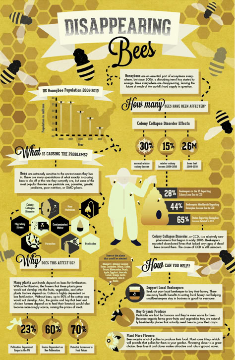 Honey Brochure Design, Honey Poster Design, Honey Infographic, Bee Infographic, Spelling Bee Poster Design, Bee Infographic Design, Photoshop Illustration Tutorial, Honey Bee Facts, Scientific Poster