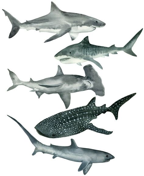 Shark Whales Sea Wall Stickers - 3 sizes available Shark Whales Sea Wall Stickers - 3 sizes available These are made by us in the UK using the highest quality vinyl and printed using our in-house photo lab printer. Images are bright and vibrant using high resolution vector graphics.  No white edges! Contour cut to the images outline 3 different sizes available, please check before ordering  Small = 100mm Sharks Medium = 140mm Sharks Large = 180mm Sharks 5 individually cut stickers in total  High Quality Vinyl Non-permanent adhesive Easy to Apply - Just Peel and Stick! Sticker Specification All our handmade stickers are printed onto exterior grade, waterproof vinyl using Geljet technology for UV resistant prints. What this means is that your sticker can be used outside in the harshest envir Sea Stickers, Shark Stickers, Shark Wall Art, Shark Poster, Ocean Room Decor, Kids Bathroom Wall Art, Forest Animal Nursery, Ocean Room, Shark Art