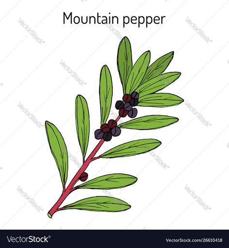 Tasmanian Pepperberry, Botanical Vector, Medicinal Plants, High Res, Png Images, Adobe Illustrator, Hand Drawn, Medicine, Vector Images