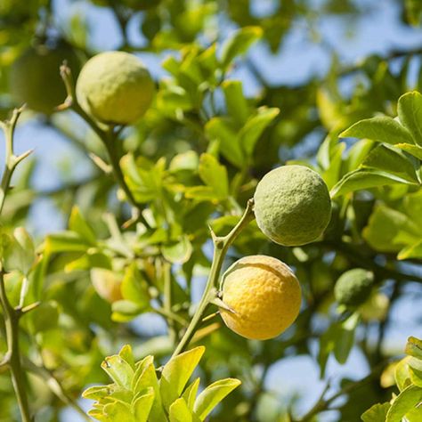 Discover the allure of Bergamot, the zesty citrus gem that imparts a unique twist in perfumes, blending freshness, elegance and warmth with Pairfum London. Citrus Fruit Bergamot Essential Oil Fragrance 10  https://www.pairfum.com/bergamot-in-perfume/ Lotus Tea, Bergamot Orange, Natural Fragrance Oil, Citrus Twist, Aromatic Oils, Bergamot Essential Oil, Citrus Trees, Orange Tree, Essential Oil Fragrance