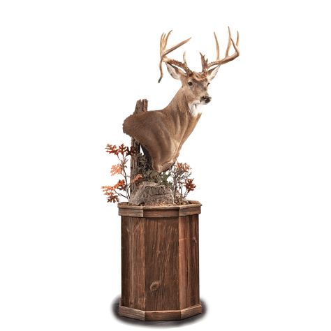 This upright Whitetail pedestal is accentuated with woodland scenery. Whitetail Pedestal Mount, Pedestal Mounts Taxidermy, Deer Mount Pedestal, Deer Pedestal, Pedestal Ideas, Deer Shoulder Mount, Deer Mount Decor, Deer Mount Ideas, Turkey Mounts