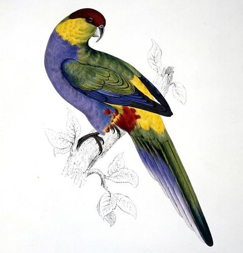 BBC Radio 4 - Natural Histories, Parrots - Who’s a clever boy then? Vintage Bird Illustration, Vintage Parrot, Parrots Art, Bird Clipart, Antique Illustration, Bird Decor, Tropical Birds, Bird Illustration, Vintage Birds