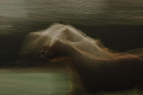 Experience the poetry of motion in equine photography 🌀✨ Intentional camera movement transforms the ordinary into the extraordinary. With each deliberate sway and twist, I immerse myself in a dance with light and color, painting fleeting moments of the equine soul in motion. Through this technique, blur becomes an exquisite language, conveying atmosphere in ways sharpness cannot. Embracing the uncertainty of the outcome, I find liberation in the abstract, where imperfection reveals unexpect... Photography Motion Blur, Photography With Horses, Horse Photography Art, Motion Blur Photography, Unexpected Beauty, Photography Motion, Wild Geese, Blur Photography, Camera Movements