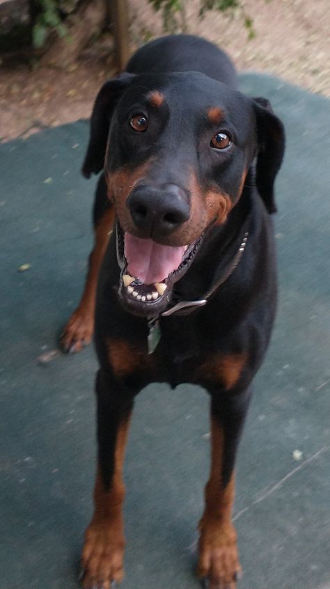 Natural Doberman, Doberman Pinscher Natural Ears, Doberman Pinscher Dog, Doberman Dogs, Doberman Pinscher, Cute Dogs And Puppies, Baby Dogs, Doberman, Rottweiler