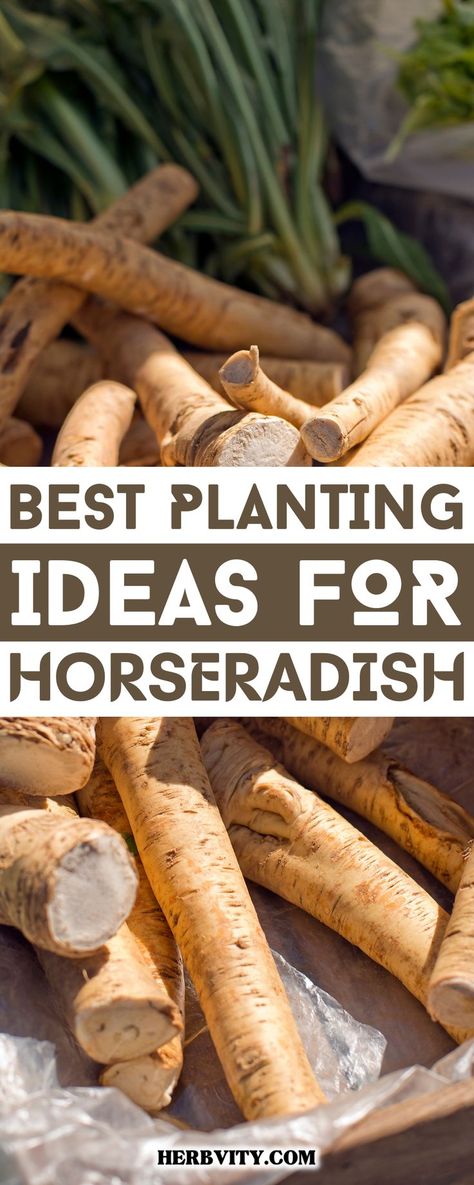 "Planting friendships in the garden 🌿 Horseradish and these 10 companions get along like a dream!" Horseradish Plant, Growing Horseradish, Growing Vegetables Indoors, Medical Herbs, Companion Plants, Planting Ideas, Bountiful Harvest, Good And Bad, Edible Flowers