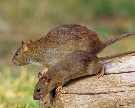 Wood Rat, Rat Family, Norway Rat, Rats And Mice, Rat Control, Types Of Bugs, Rodent Control, Types Of Insects, Flea Prevention