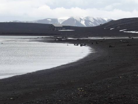 Deception Island Antarctica | Oceanwide Expeditions Deception Island Antarctica, Deception Island, South Georgia Island, Penguin Species, Falkland Islands, South Georgia, Shetland Islands, Alaska Travel, Alaska