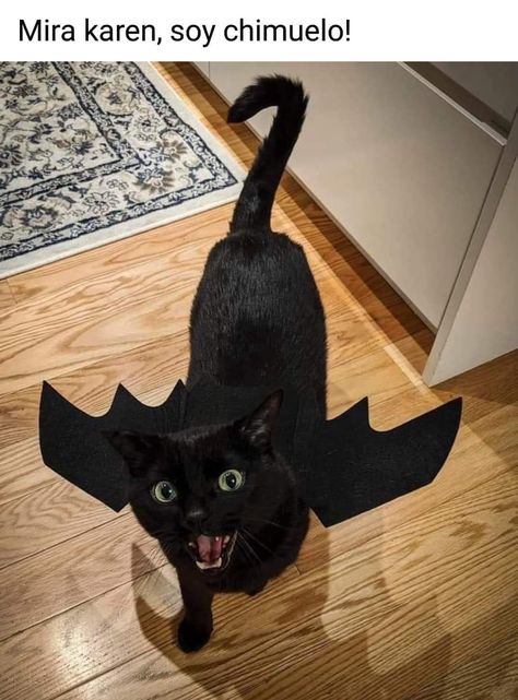 Toothless Cat, Dragon Cat, Kitten Care, Cute Bat, A Black Cat, Cat Costumes, Funny Cat Pictures, Toothless, Cat Clothes