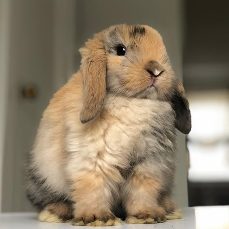 Cute Lop Bunnies, Lop Bunnies, Pet Bunny Rabbits, Mini Lop, Cute Bunny Pictures, Holland Lop, Bunny Pictures, Pet Bunny