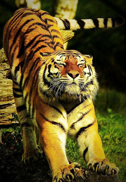 South China Tiger, Malayan Tiger, Wildlife Photography Tips, Tiger Love, Evolutionary Biology, Tiger Painting, Tiger Pictures, Cat Reference, Healthy Cat