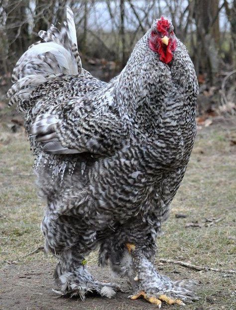 Brahma Chicken, Rooster Breeds, Giant Chicken, Regnul Animal, Chicken Pictures, Fancy Chickens, Urban Chickens, Beautiful Chickens, Hen Chicken