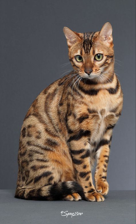 Bengal Cat Aesthetic, Toyger Cat, Pretty Nature, Stunning Nature, Söt Katt, Exotic Cats, Oc Inspo, Gorgeous Cats, Orange Tabby Cats