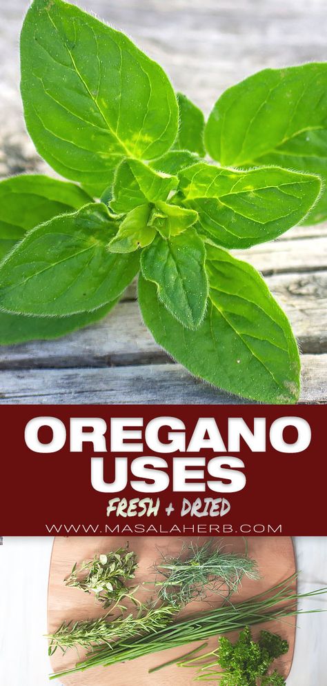 Oregano Herb Uses and Recipes - I share everything you need to know about this herb + uses for fresh and dried oregano as a culinary herb in your daily cooking. diy spice guide and healthy herbs. www.MasalaHerb.com #oregano #masalaherb Recipes With Fresh Oregano, Oregano Recipes Fresh, Fresh Oregano Uses, Recipes Using Fresh Oregano, Oregano Uses, How To Dry Fresh Oregano, Ways To Use Fresh Oregano, How To Make Oregano Oil With Dried Oregano, Using Fresh Oregano