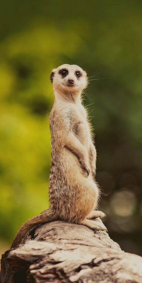 Africa Safari Photography, African Wildlife Photography, Safari Photography, Sharp Claws, Wild Animals Pictures, Live Together, Lovely Creatures, Large Eyes, African Wildlife