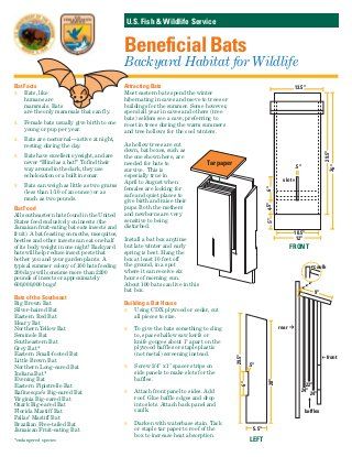 How to Build a Bat House How To Attract Bats, Bat House Diy, Backyard Diys, Toad Abode, Build A Bat House, Attract Bats, Bat House Plans, Bat Boxes, Bat Facts