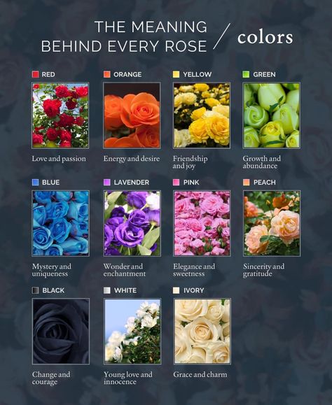 Roses aren’t just beautiful—each color carries a special meaning. Which rose color resonates with you most and why? 🌹 Rose Color Meanings, Rose Meaning, Instagram Roses, Color Meanings, Just Beautiful, Doterra Essential Oils, Rose Color, Doterra, Red Roses