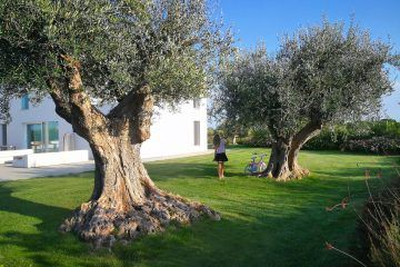 Villa e giardino ispirati al Salento ~ Pellegrini Giardini Olive Trees Landscape, Cactus Garden Design, Mediterranean Garden Design, Mediterranean Garden, Olive Trees, Rooftop Garden, Cactus Garden, Stone Houses, Tree Farms