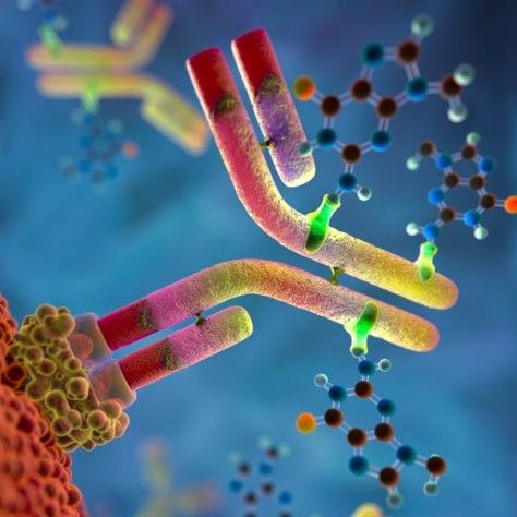 2016- ATSBio -TOOLS FOR SELECTIVELY ALTERING CELLS BASED ON CELL-SURFACE MARKERS. Conjugate Binds Cells Nuclear Membrane, Signal Transduction, Microscopic Photography, Medical Photos, Cell Line, Biology Teacher, Cell Biology, Science Biology, Medical Research