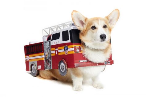 Not everyone wants to be a fireman when they grow up! Corgi Costume, Dog Parade, Cute Names For Dogs, Fancy Girls, Dog Magazine, Corgi Dogs, Diamond Dogs, Diy Dog Treats, Pet Halloween Costumes