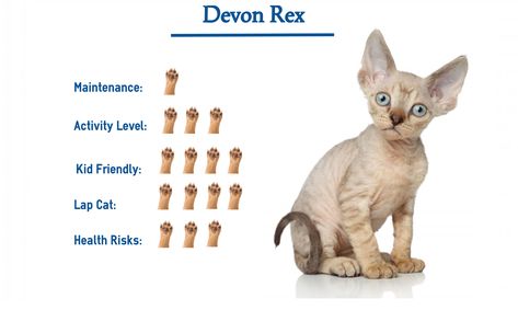 devon rex cats | devon rex kitten | devon rex tattoo | devon rex cats black | devon rex cats kittens | Devon Rex | Nieve Devonrex | Devon Rex Cats | Devon Rex | Devon Rex/and Hairless Beauties | Devon Rex Kittens | Rex Tattoo, Devon Rex Kittens, Devon Rex Cat, Devon Rex Cats, Cats Black, Rex Cat, Cat Paw Print, Devon Rex, Cat Breed