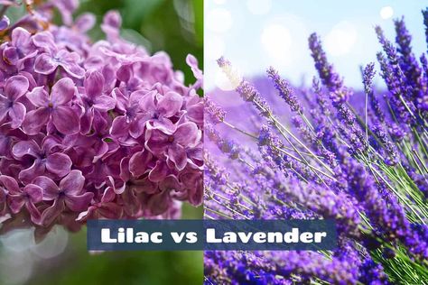 Lavender Vs Lilac, Lilac Vs Lavender, Lilac Decor, Lilac Cushions, Steve Green, Seasonal Colour Analysis, Colour Architecture, True Summer, Types Of Colours